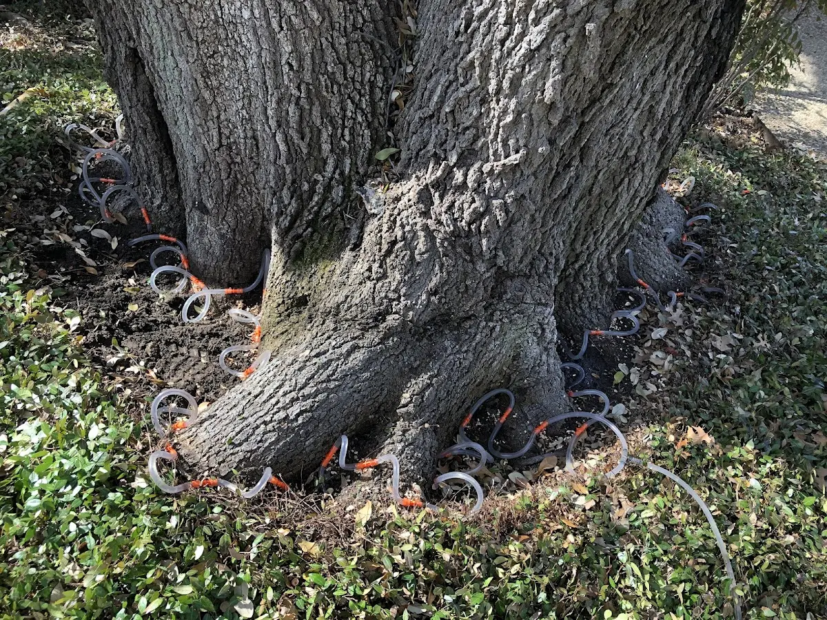 Detailed Tree Cabling and Bracing job site in Chillicothe